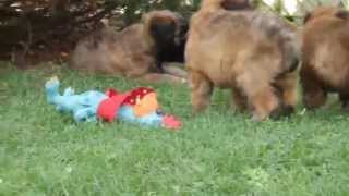 Soft Coated Wheaton Terrier Puppies For Sale screenshot 3