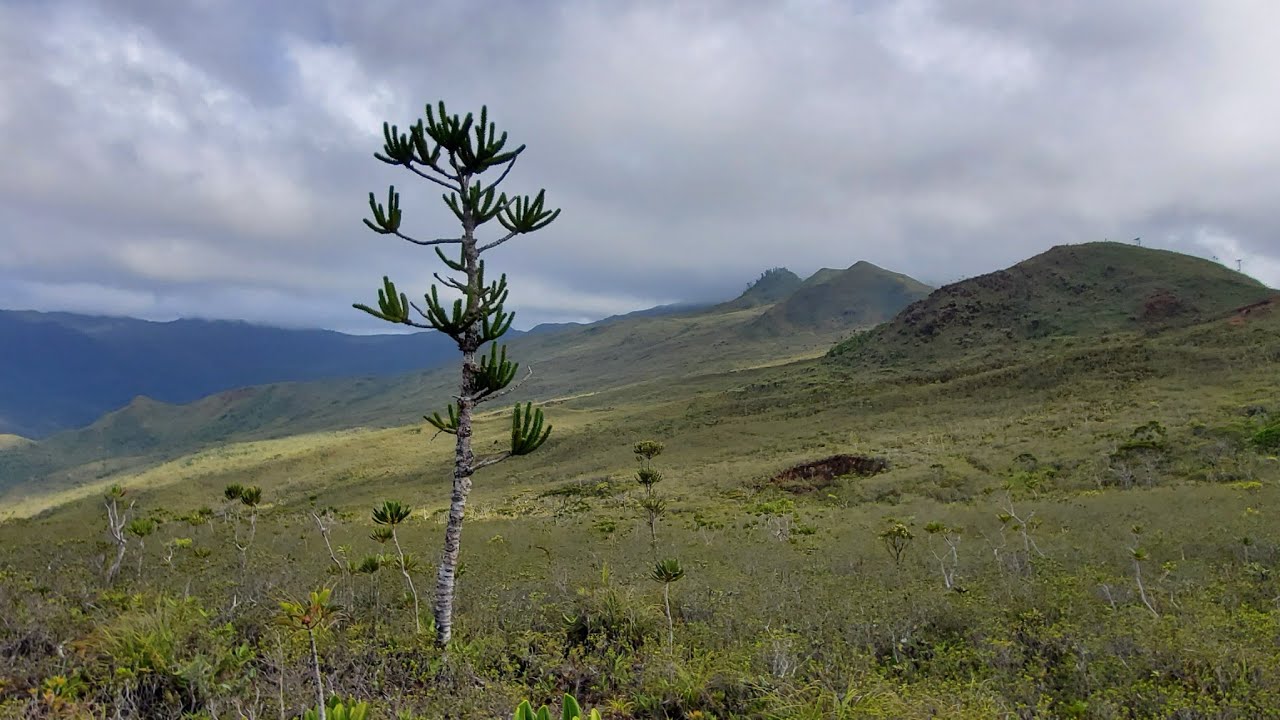 Tree Carrots, Candelabras and the Salty Bastards That Love Them