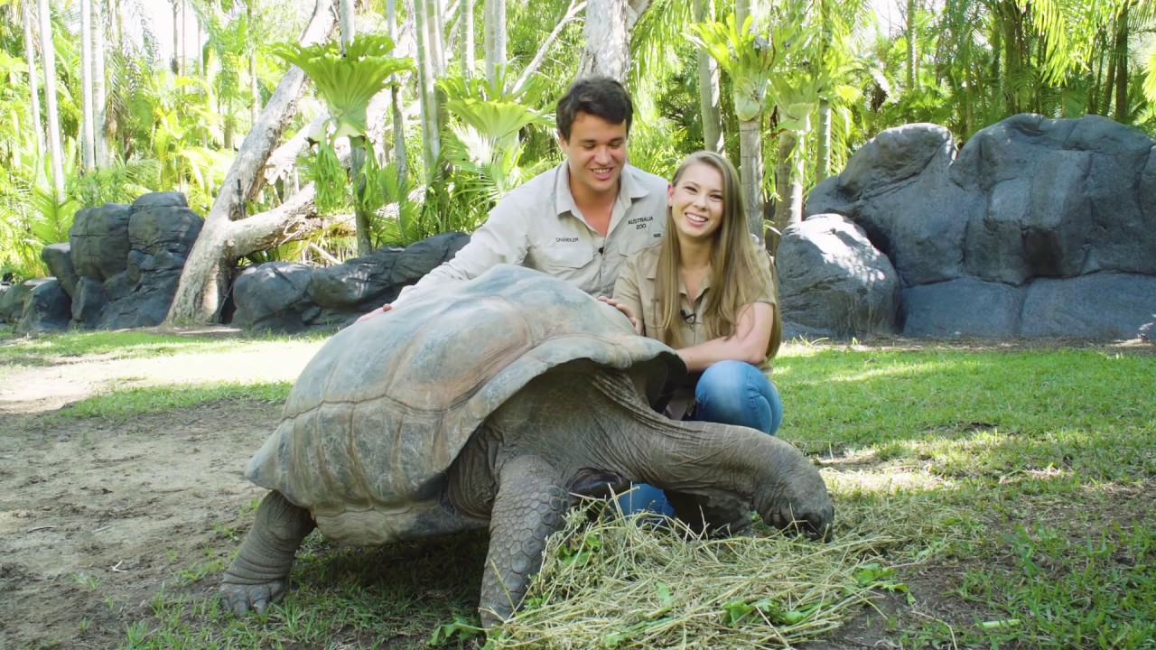 Adopt an Animal at Australia Zoo Igloo the Tortoise YouTube