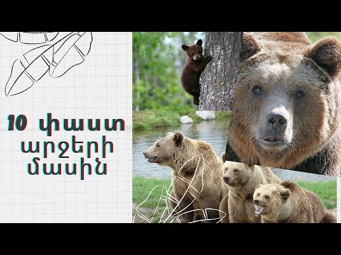 10 շատ հետաքրքիր փաստ արջերի մասին!🐻🐻🐻