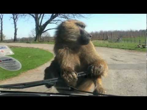 Baboon Chewing on Windscreen Wiper