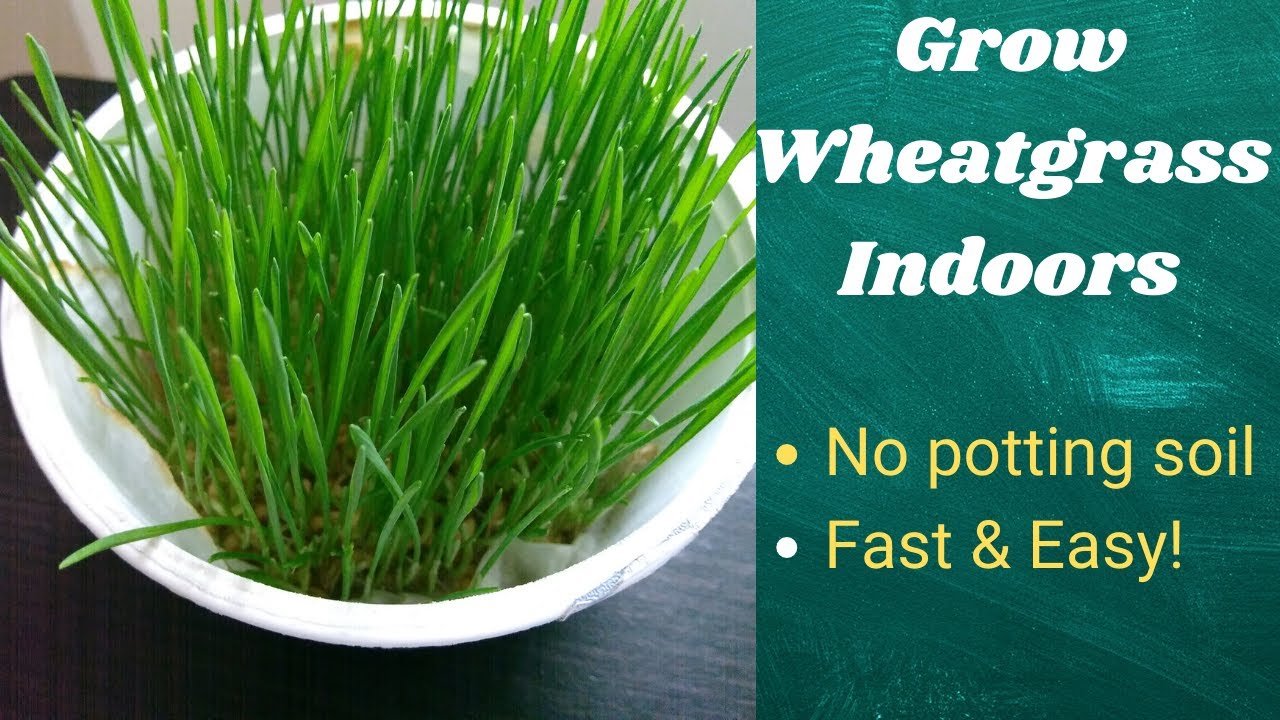 51. How to grow wheatgrass indoors without potting soil | Quick & Easy | Microgreens series Ep 1 | Aswathi