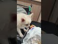 super adorable dog with ability