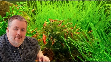 How to Setup a Shrimp Tank
