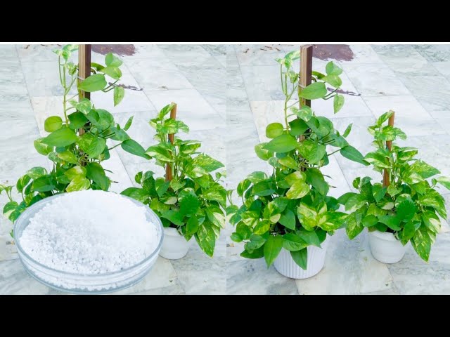 How to grow Money plant in upward direction (2 Easy method). Money Plant  Care tips & fertilizer. - YouTube