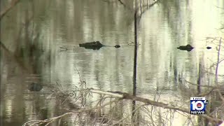 Florida trappers pull two gators out of a pond