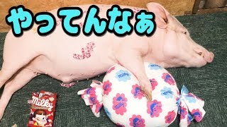 すぐ何でも食べるミニブタがまたやらかしたようです。【つくね】