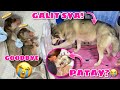 Im so sorry malia  siberian husky giving birth  husky pack tv