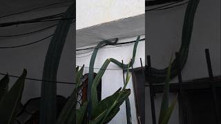 Cactus y suculentas de mi jardín #cactuscollection #suculentas #plants