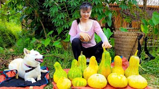 Harvesting Green Squash Goes To Market Sell  Vegetable Gardening | New Free Bushcraft