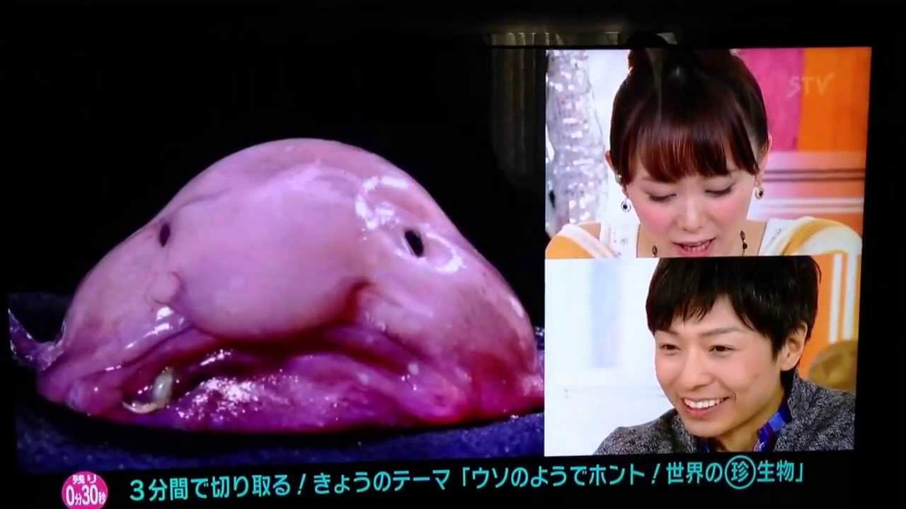 にゅうどうカジカ かに匠の写真が使用されました Youtube