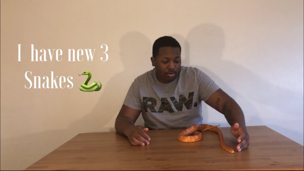 like a prayer Updates and I have new Snakes!
