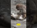 【パンチくん🐵】パンチくんの危機に駆けつけた謎の猿。その正体は、まさかのお母さん！？#感動