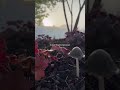 🍄