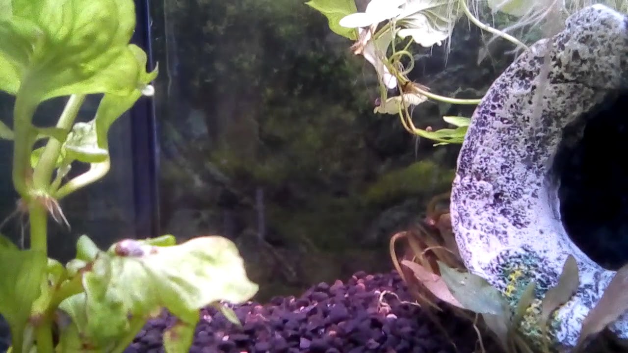 3 weeks old Betta Fighter Fish Fry. Poor quality footage. 