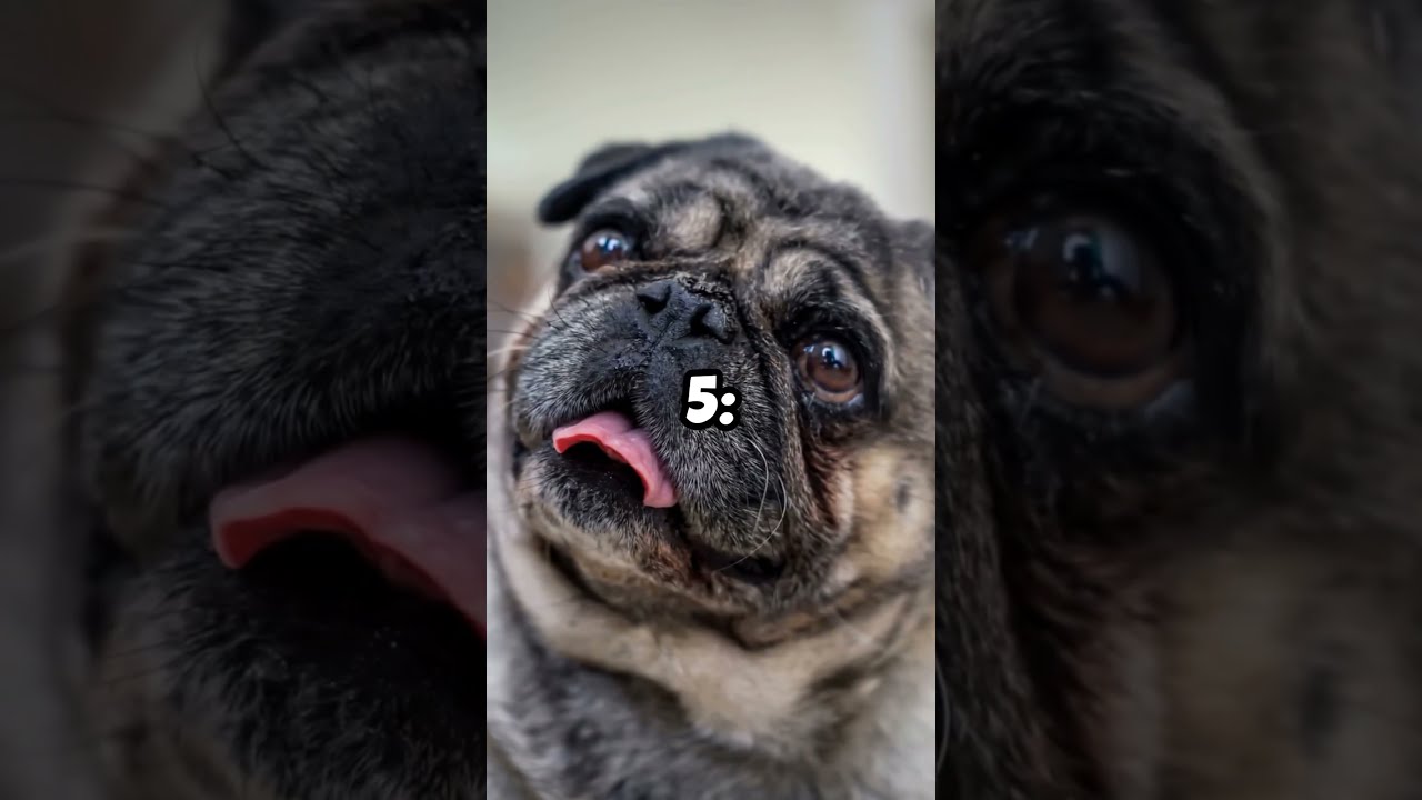 Top 10 Cutest Dog Breeds 