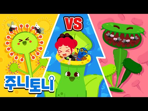 | 벌레잡이통풀 vs <strong>파리지옥</strong> vs 끈끈이주걱 | 곤충동요 | 최고의 대결 | 주니토니 | JunyTony