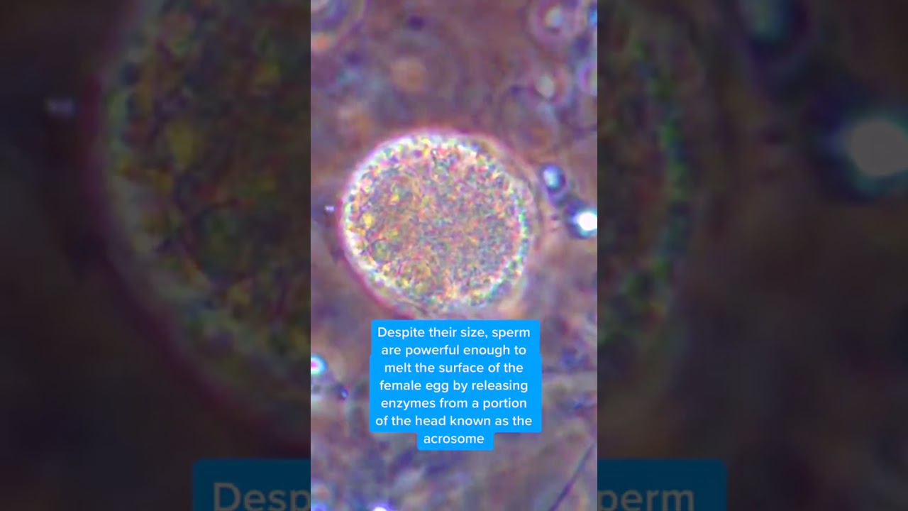 Under the microscope, sperm and egg cells combine