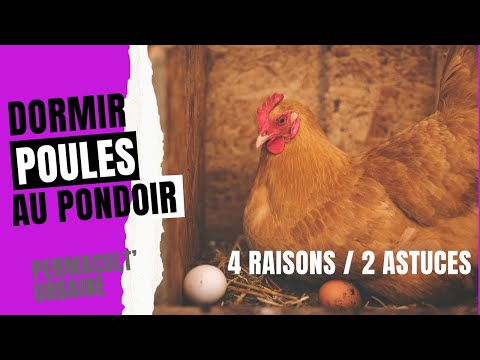 Vidéo: Les poules dorment-elles perchées ?