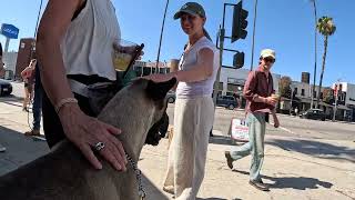 Great Dane Oliver in Studio City, California 4