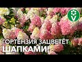 ВСЕ СЕКРЕТЫ ВЫРАЩИВАНИЯ ГОРТЕНЗИИ ОТ ПОСАДКИ ДО ЦВЕТЕНИЯ!