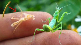 The life cycle of a praying mantis