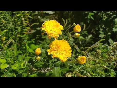 Красивая природа/цветы/ музыка для отдыха/релакс/Beautiful nature / flowers / music for relax