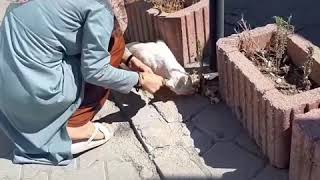 Sokak Hayvanlarına yem su bırakalım