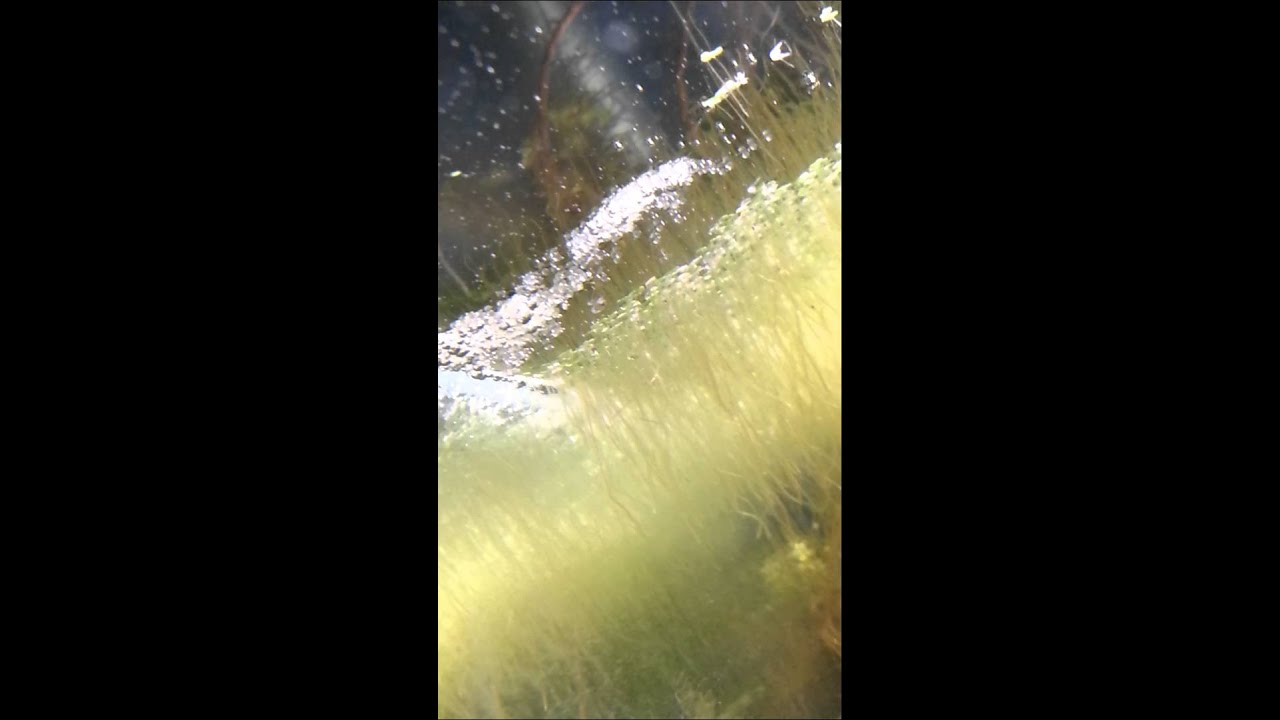 eggs florentine Honey gourami eggs