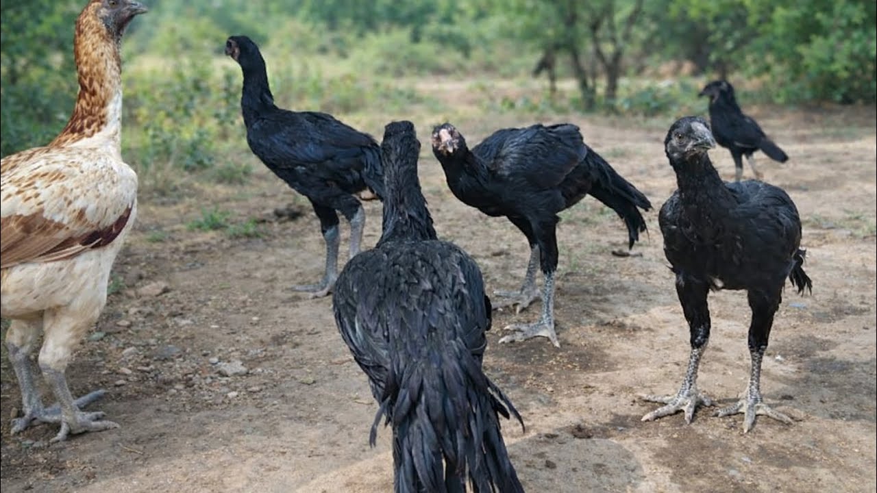 ନବରଙ୍ଗପୁର ଜିଲ୍ଲା ରେ ତାମିଲ ନାଡୁ କୁକୁଡ଼ା ପାଳନ | Nabarangapur jila re Tamil nadu kuality kukuda palan  