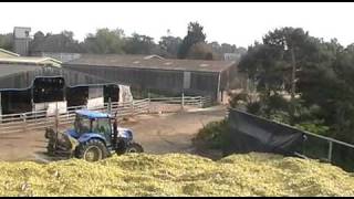 Maize silage Clamped and Finished 2010