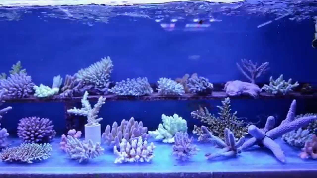 EASTWOOD AQUARIUM STOCK PREVIEW 19/12/2014 YouTube