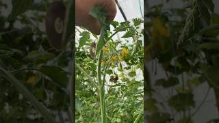 Domateste Tepe Alma Budaması Nasıl Yapılır Pruning Tomatoes On The Tip
