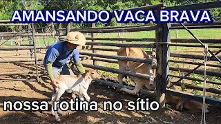 TIRANDO LEITE DA VACA DE PRIMEIRA CRIA.