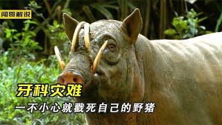 鹿豚方向进化獠牙刺穿头骨，动物界让人匪夷所思的牙齿