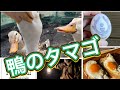 【天空の庭】カモがタマゴを産んだ！☆