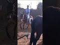 Doma racional , com paciencia , e controlar nâo deixar pular , e caregar de tudo!