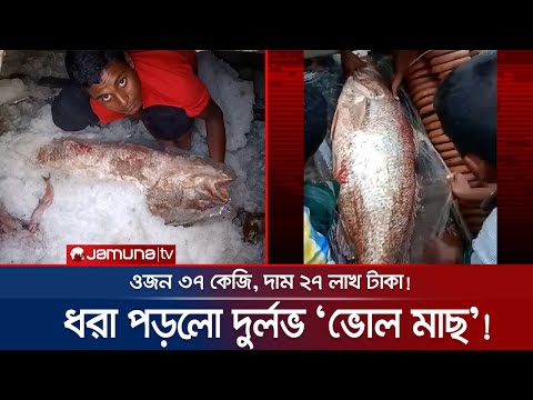 একটি মাছ নিয়ে পিরোজপুরে হুলস্থুল কাণ্ড! দাম ২৭ লাখ টাকা! | Pirojpur Bhol Fish
