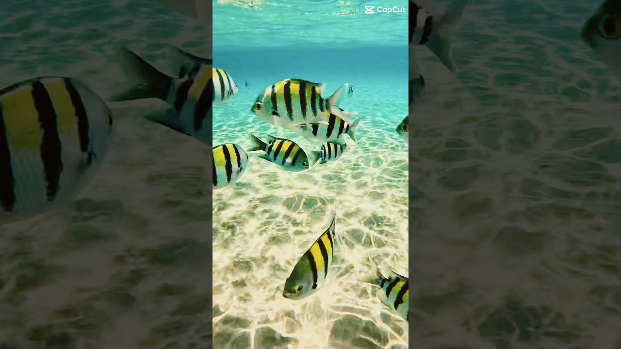 🐠 Reef Ballet  - Underwater Wonders at the Baron Resort, Egypt 