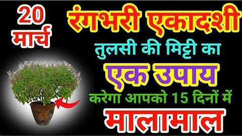 20 मार्च रंगभरी एकादशी के दिन जरूर करे तुलसी की मिट्टी का ये उपाय बनोगे करोड़पति pradeep mishra//