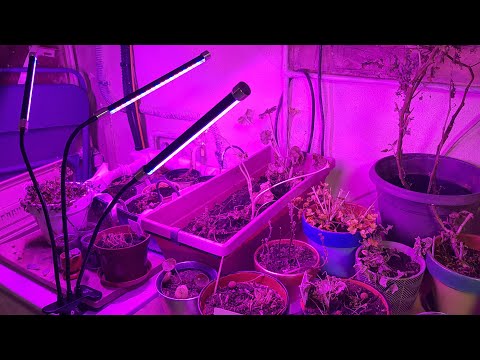 Vidéo: Lampes De Semis De Plantes