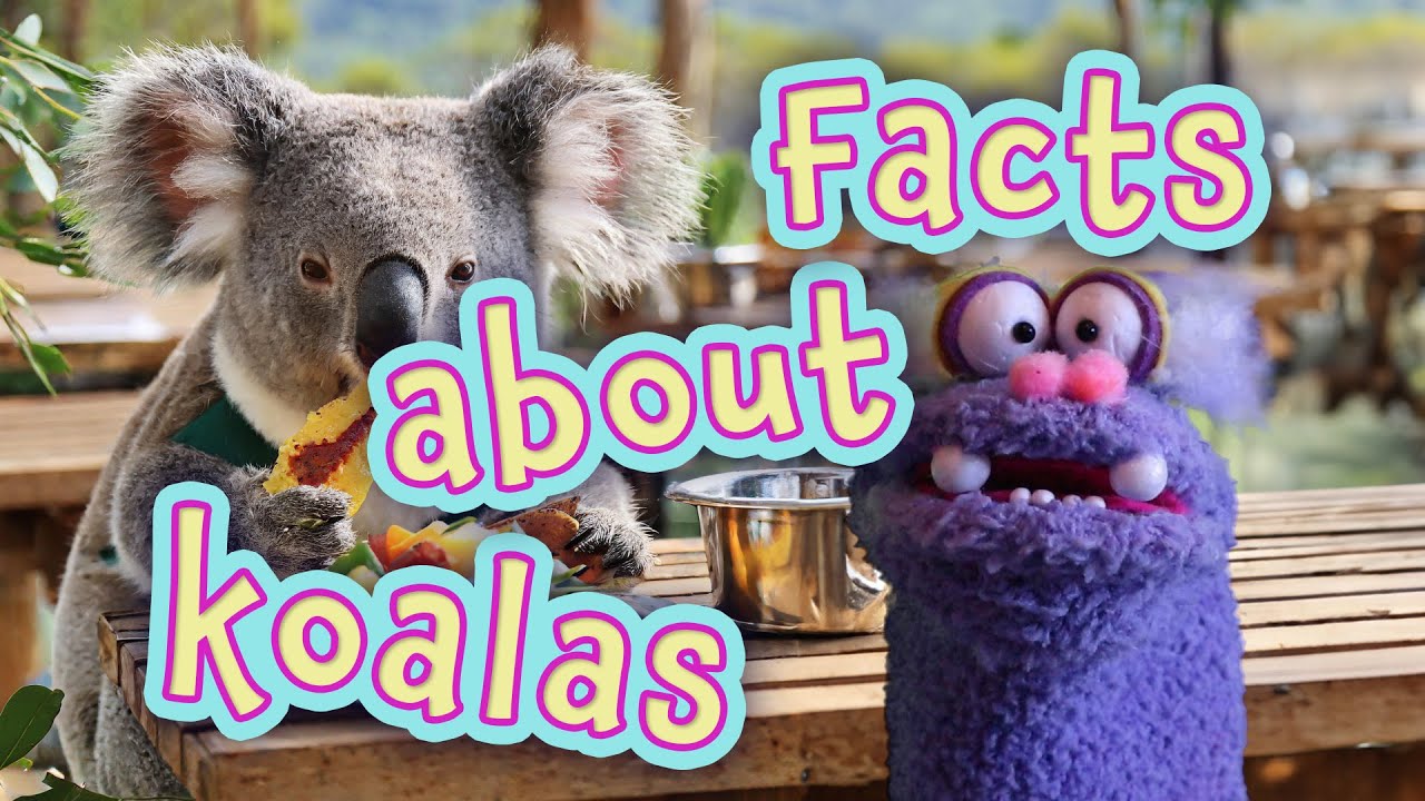 Some facts about Koalas - Cabbage the Sock Puppet Explains #puppetshow ...