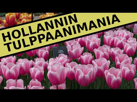 Video: Hollannin Turistilautakunta Haluaa Ihmisten Lopettavan Tulppaanien Polkumisen