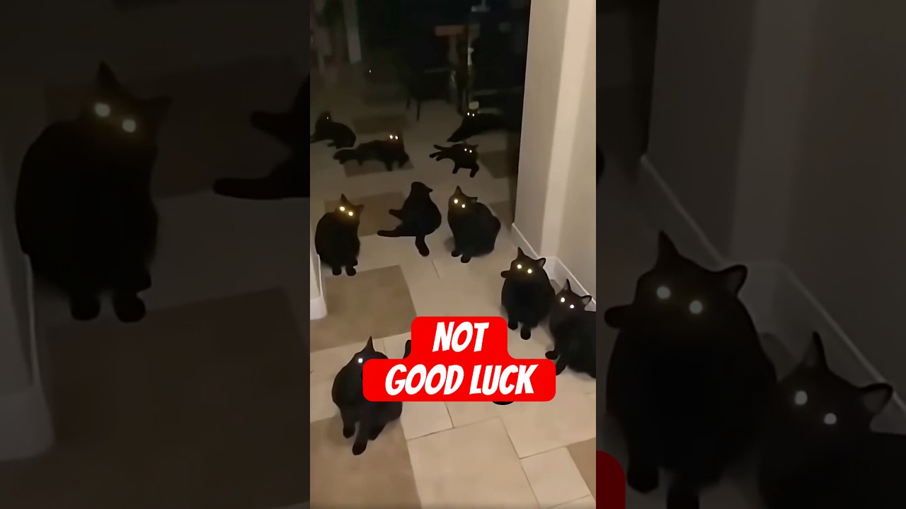 3 Adorable Pets With A Sinister Side. 