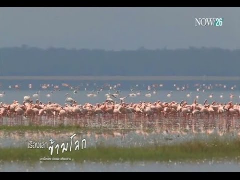 วีดีโอ: ค้นพบนกแห่งเคนยา แอฟริกา