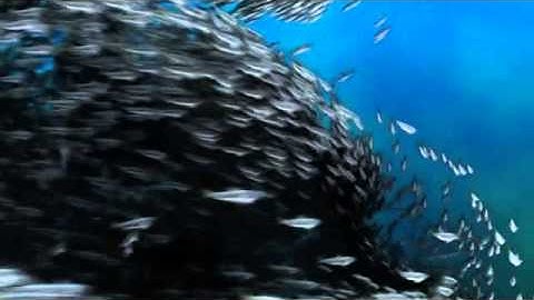 Create An Animated Fish Swarm In Blender - Preview