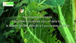 ORTO BIOLOGICO ON ON LINE: VERZA, CAVOLO NERO E BROCCOLO FIOLARO