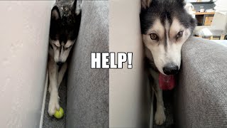 Husky Gets Himself In Sticky Situation On Purpose! by K'eyush and Boo 22,125 views 18 hours ago 3 minutes, 41 seconds