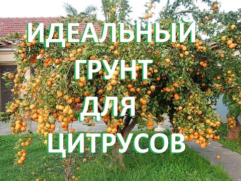 Почва для мандарина в домашних условиях