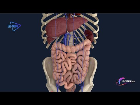 【Human anatomy】 hepatic portal vein /【人体解剖】：肝门静脉系